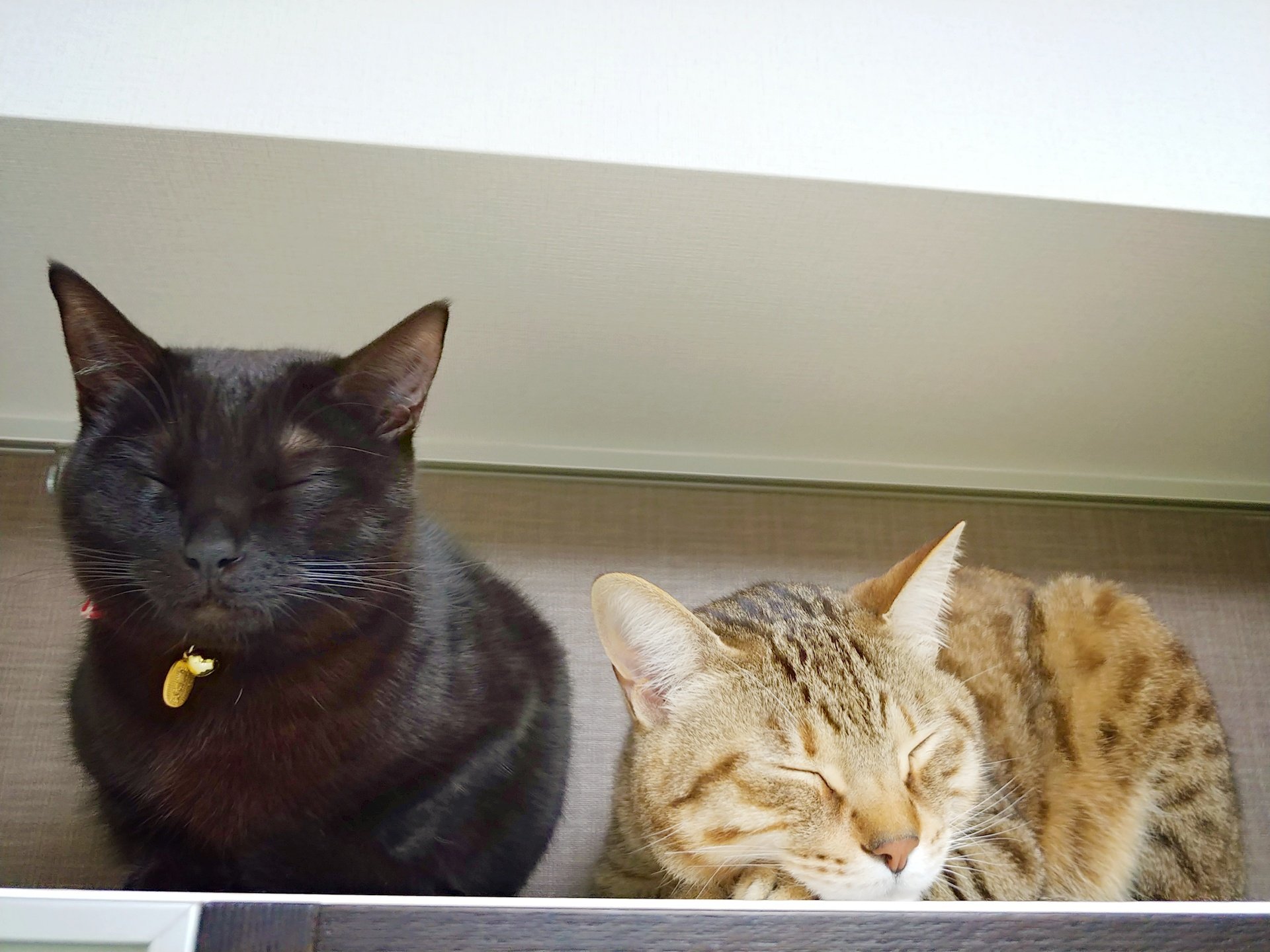仔猫を拾ったので on X: 