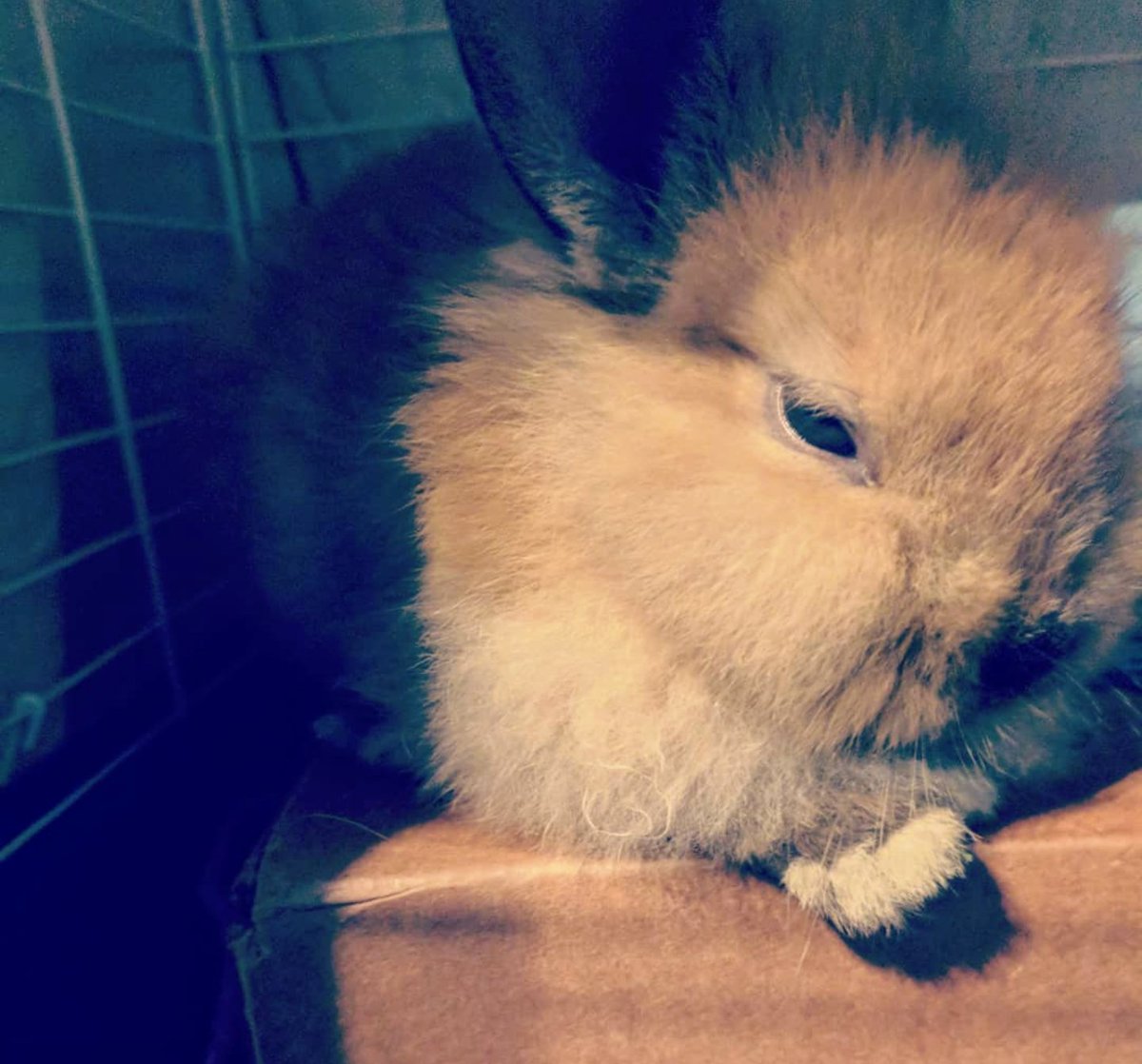 AwkwardChic_HgN's tweet photo. I got a bunny. Her name is Angel. I love her. ❤️ https://t.co/hd8nqzL8ki