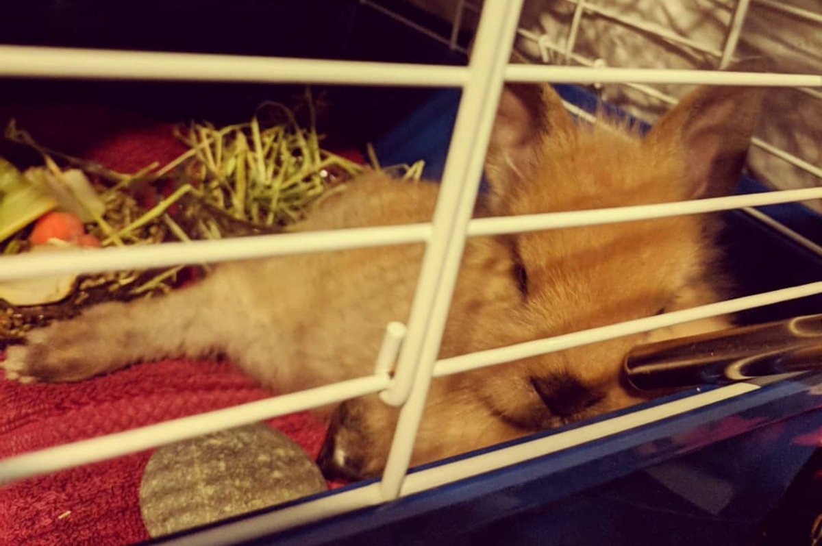 AwkwardChic_HgN's tweet photo. I got a bunny. Her name is Angel. I love her. ❤️ https://t.co/hd8nqzL8ki