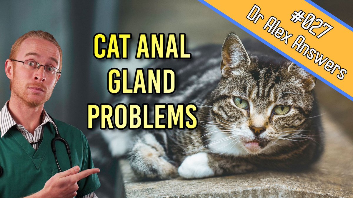 OurPetsHealth's tweet image. Anal Gland Problems in Cats: what you need to know!
#Analgland disease in #cats is not very common, but when they do become infected or diseased they can be a really painful problem.

ourpetshealth.com/info/cat-anal-…