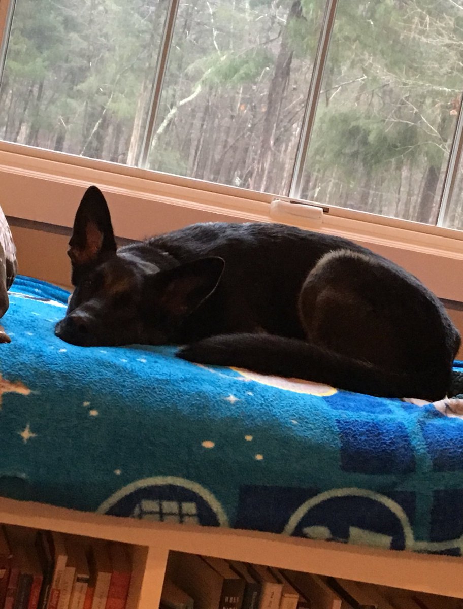 Cwtenmen's tweet photo. @EvanShanks doggo https://t.co/990zRTf633