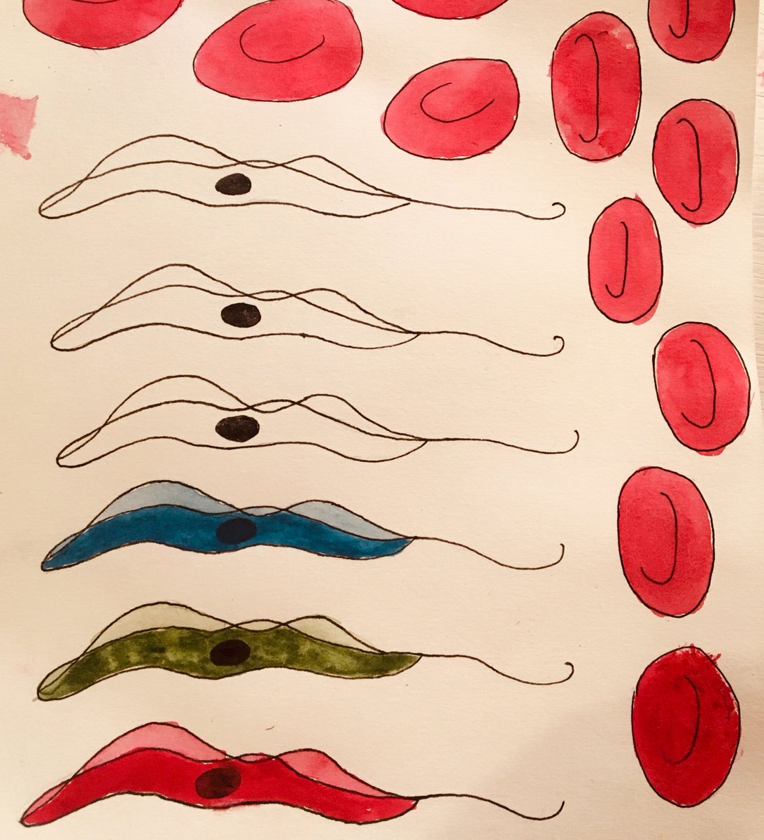 context_science's tweet photo. Sneak peek of what's to come.. #tryps #sciart #scicomm https://t.co/WzVZgA6Hmc