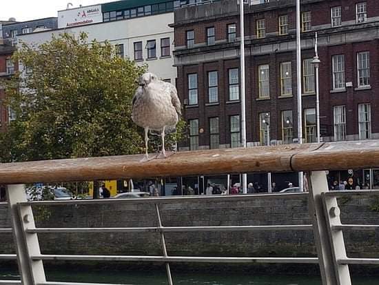 ceilesmammy's tweet photo. This chap earlier was a great singer, lovely fella to talk to also #broadwalk #liffeyriver  #dublin https://t.co/15rIXX74q5