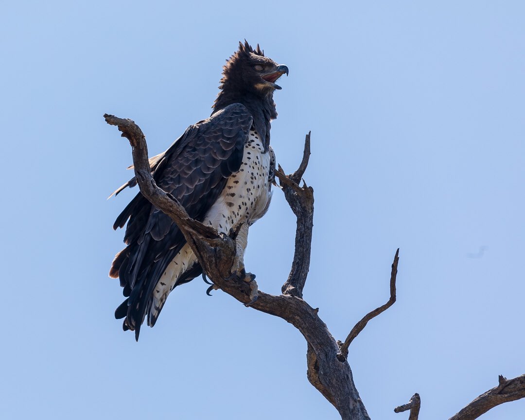 Awesome sighting at Madikwe Game Reserve of a magnificent martial eagle, the biggest eagle in Africa.

This one hung around to pose! 😀😀

#eagle #bird #southafrica #africa #safari #madikwe