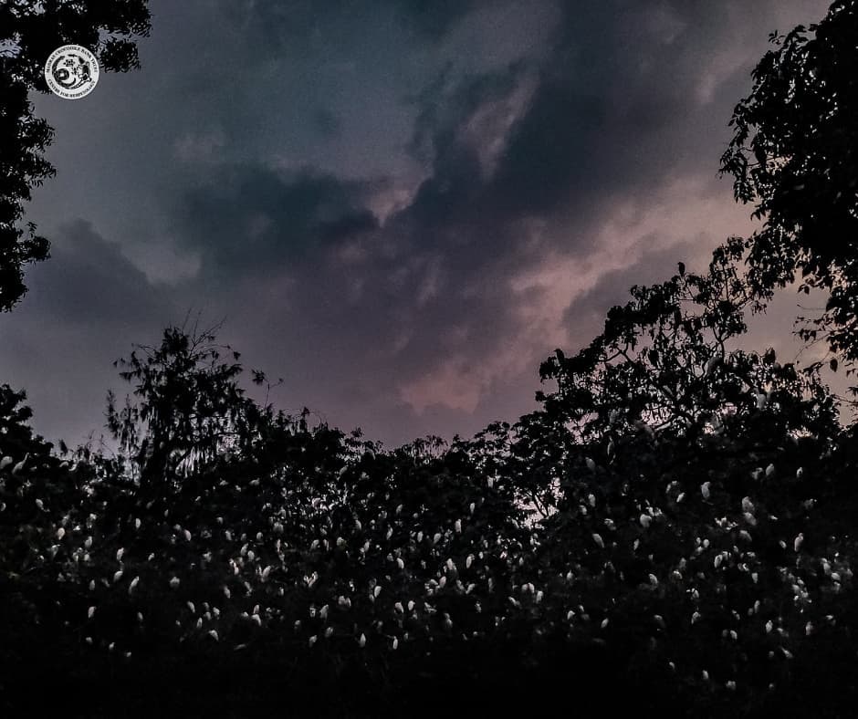 JanakiLenin's tweet image. Once upon a time, egrets thought the Madras Croc Bank @MCBT_India was a safe haven, roosting in trees in numbers that looked like snow. Now they've all abandoned this sanctuary because...neighbouring resorts like Shelter &amp;amp; Sheraton blast music &amp;amp; firecrackers. #savebirds #crocs