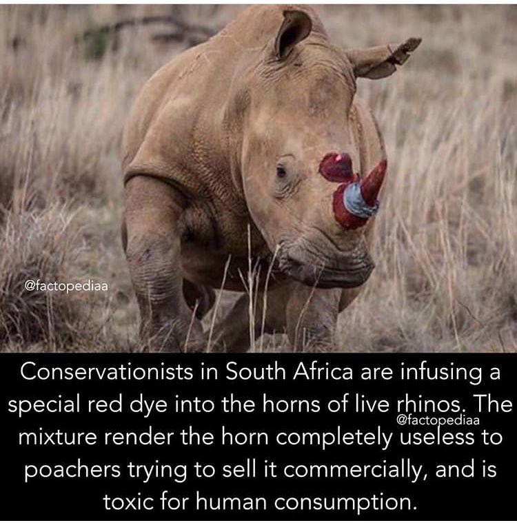 #SaveRhinos Hey @KP24 @alanwilkins22, is this piece of info correct ? Saw this on instagram...
Unfortunately we’ve to tame with the beasts natural colour, only to save them. #conservewildlife