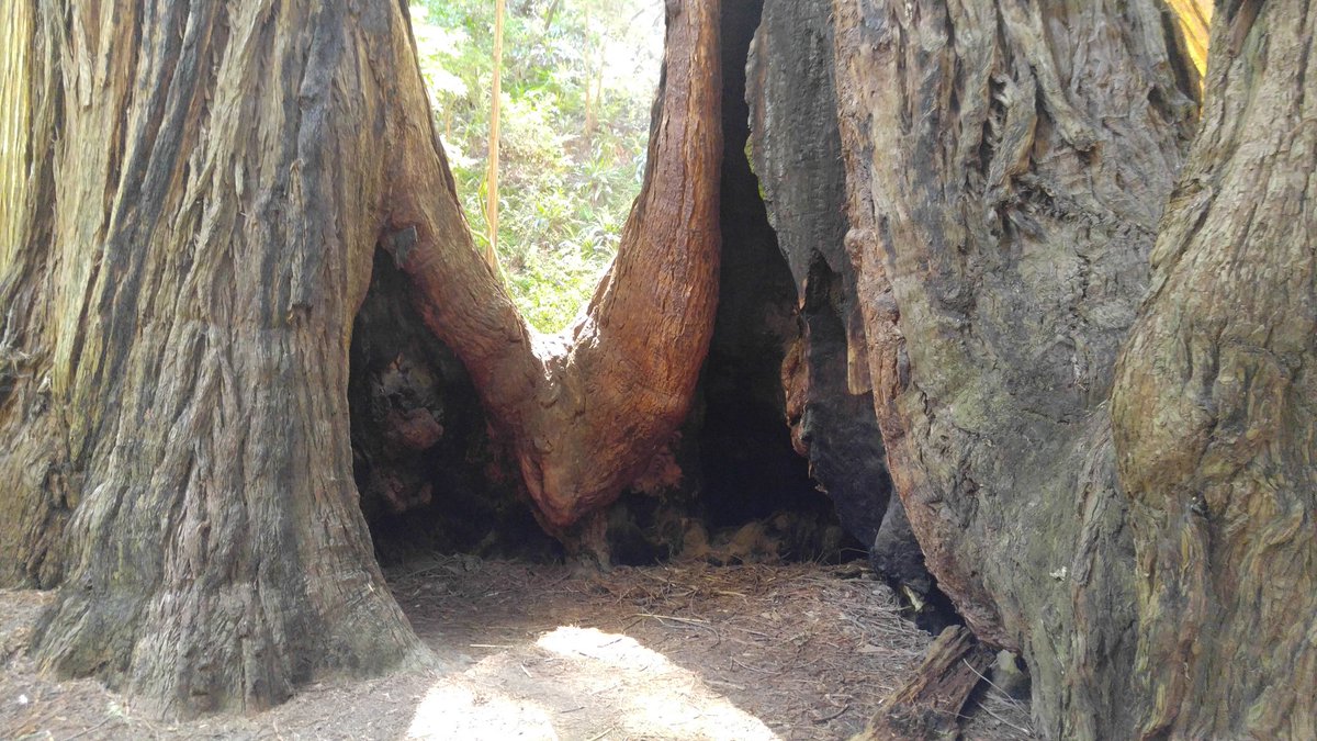stakashima21's tweet photo. My new home in Muir woods 
#muirwood
#picNgallery https://t.co/0zUDd9Cy3X