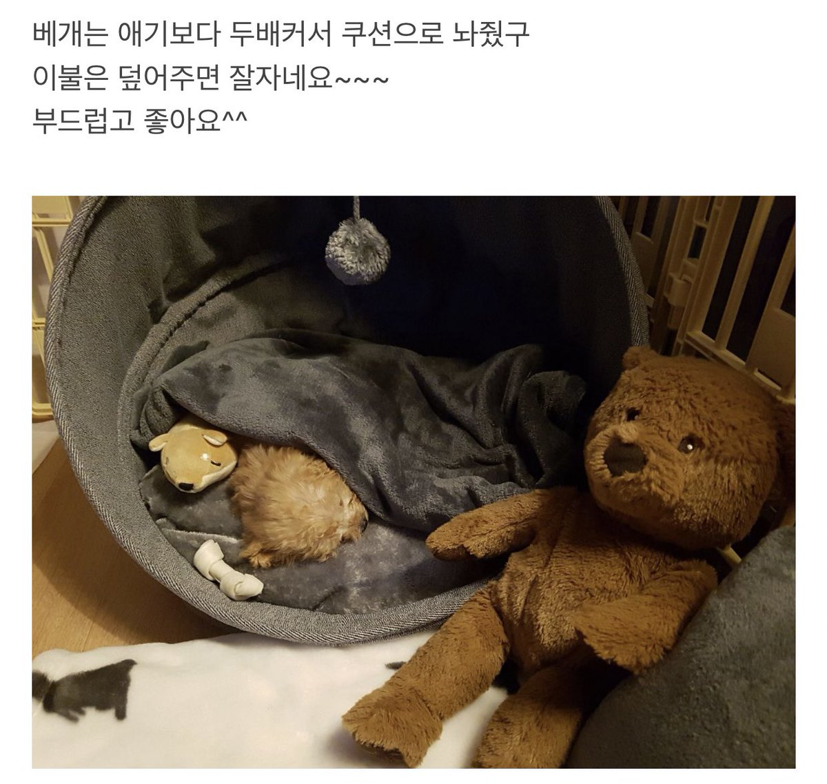 nenne_zZ's tweet photo. 우리 막내공주가 극세사더쿠라 새로 하나 사주려고 강아지 고양이용 극세사 블랭킷 필로우 셋트 구경하는데 후기 사진 너무 귀여워서 어떡해.... https://t.co/DTCOLSA3m7