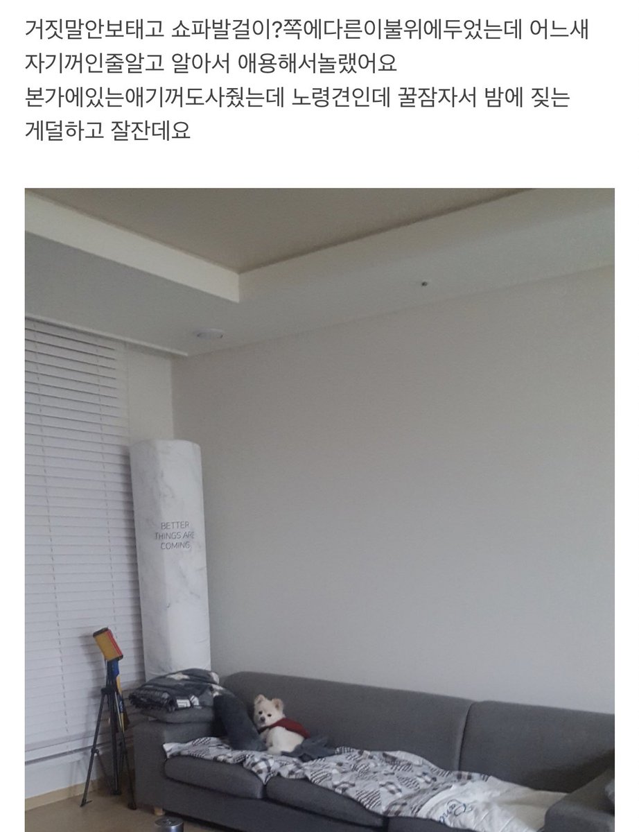 nenne_zZ's tweet photo. 우리 막내공주가 극세사더쿠라 새로 하나 사주려고 강아지 고양이용 극세사 블랭킷 필로우 셋트 구경하는데 후기 사진 너무 귀여워서 어떡해.... https://t.co/DTCOLSA3m7