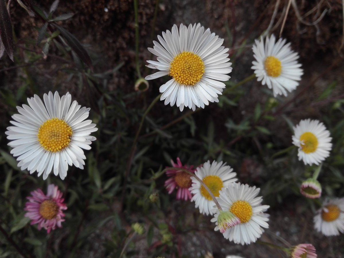 AbinaDumee's tweet image. तेह्रथुमको यात्रातिर निस्कदा बाटोको कान्ला,भित्तातिर फुलेको देख्न सकिने यस्को नाम
#mountaindaisy रैछ।मलाई राम्रो लाग्यो😊