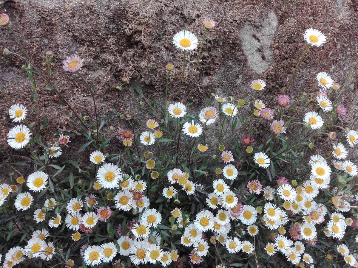 AbinaDumee's tweet image. तेह्रथुमको यात्रातिर निस्कदा बाटोको कान्ला,भित्तातिर फुलेको देख्न सकिने यस्को नाम
#mountaindaisy रैछ।मलाई राम्रो लाग्यो😊