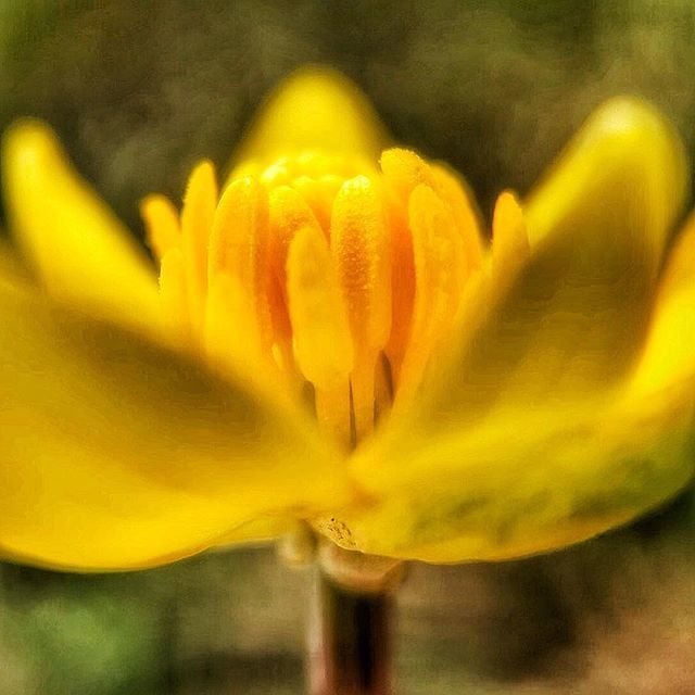 Nawisho's tweet photo. „Es ist Zeitverschwendung, etwas Mittelmässiges zu machen.“
.
An diesen Oneliner erinnere ich mich, wenn ich die Perfektion der Natur selbst in kleinsten Details entdecken darf.
.
Hast du schon einmal die Blüte des so häufigen Scharbockskrautes betrachte… https://t.co/O8GngrDFYt https://t.co/WbfyLFLkq7