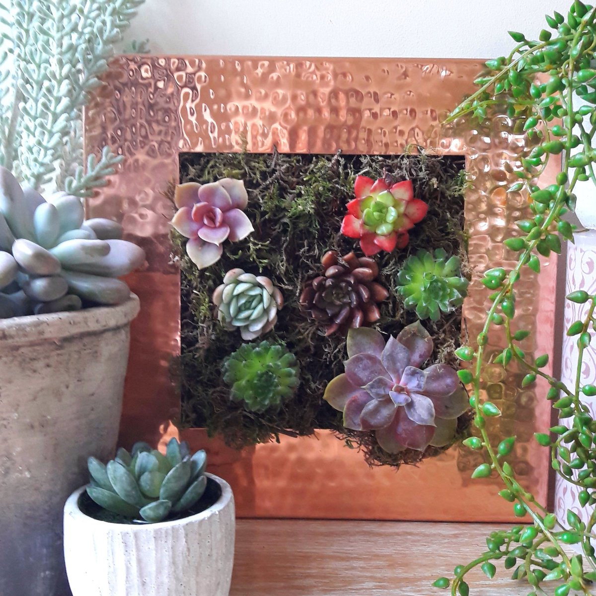 bellsofsuffolk's tweet photo. #Plants are great #gifts whether they are real or faux. We've planted up these frames with real #succulents and moss and they can be fixed to a wall or laid on a surface. For the heart wreath we've used faux stems, which looks just as effective.

#EarlyBiz #uksmallbiz #MothersDay https://t.co/HX9Tqz0Tov