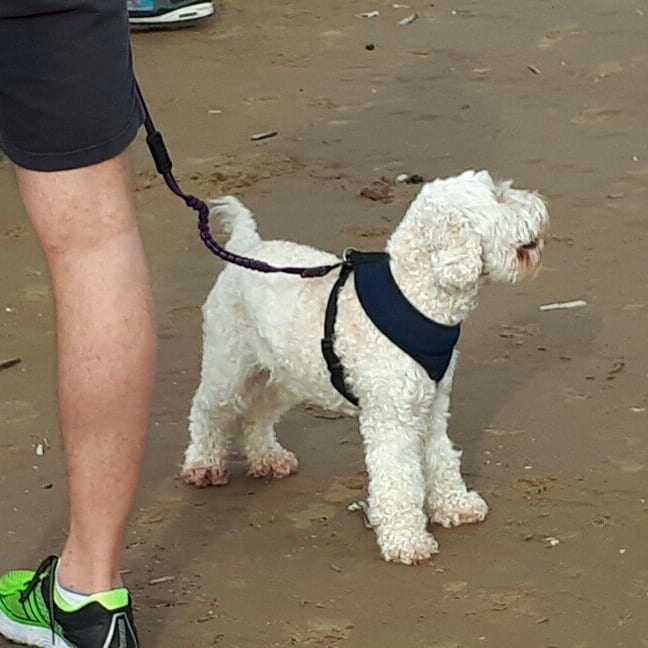 crosbyparkrun1's tweet photo. Barkrun! We had a lovely selection of barkrunners this week. One of our volunteers said it was like Crufts. #crosbyparkrun #crosbybeach #crosby #barkrun #barkrunner #parkrunuk #parkrun #loveparkrun #dogs https://t.co/F2M9Vm6Imq