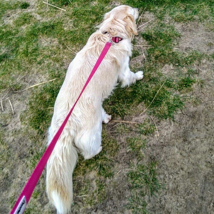 crosbyparkrun1's tweet photo. Barkrun! We had a lovely selection of barkrunners this week. One of our volunteers said it was like Crufts. #crosbyparkrun #crosbybeach #crosby #barkrun #barkrunner #parkrunuk #parkrun #loveparkrun #dogs https://t.co/F2M9Vm6Imq