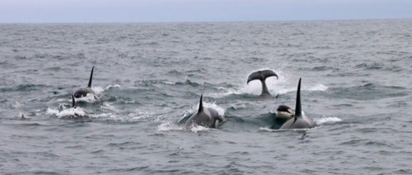 Saana Isojunno (@saana_is) on Twitter photo Energetic Consequences of Orca Predation on Seals (#ECOPredS) aims to investigate seal feeding killer whales in Scotland and impact on harbour seals especially ecopreds.wordpress.com
Preliminary field work this summer in Orkney & Shetland with <a href="/emilyhague/">Emily Hague 🚢🐳🐬</a> <a href="/OnTheKWTrail/">On the Killer Whale Trail</a> <a href="/_SMRU_/">SMRU (now posting at Bluesky)</a> Energetic Consequences of Orca Predation on Seals (#ECOPredS) aims to investigate seal feeding killer whales in Scotland and impact on harbour seals especially ecopreds.wordpress.com
Preliminary field work this summer in Orkney & Shetland with <a href="/emilyhague/">Emily Hague 🚢🐳🐬</a> <a href="/OnTheKWTrail/">On the Killer Whale Trail</a> <a href="/_SMRU_/">SMRU (now posting at Bluesky)</a>