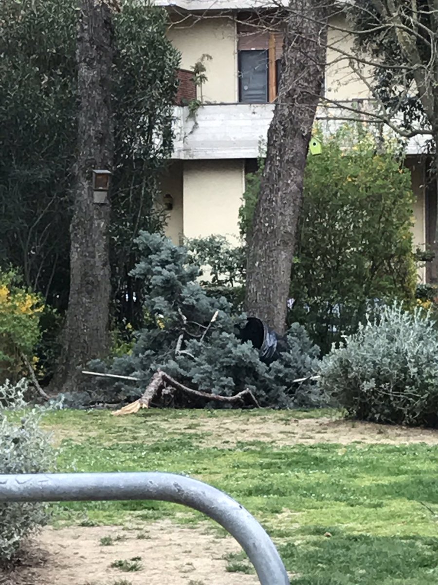 Gent.mi Sindaco <a href="/DarioNardella/">Dario Nardella</a>, stamani questo grosso ramo è caduto a poca distanza da mia moglie. Chiederei di poter effettuare dei controlli sullo stato degli alberi presenti nei giardini di via Daddi, visto che sono frequentati anche dai bambini della materna ivi presente.