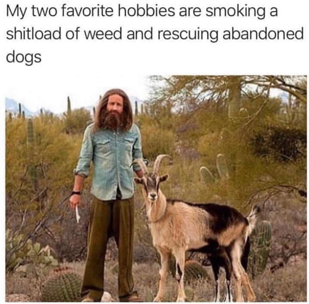 CauseWereGuys's tweet photo. What kind of dog is this https://t.co/kstCPfbW3r