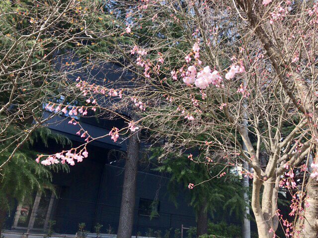 cinemamist's tweet photo. 錦町公園、桜咲き始めました！超高速開花。たしかに今日は温かいけど、まだ気分が盛り上がっていない。うん、早いよ！ https://t.co/MmLYPN7dFQ