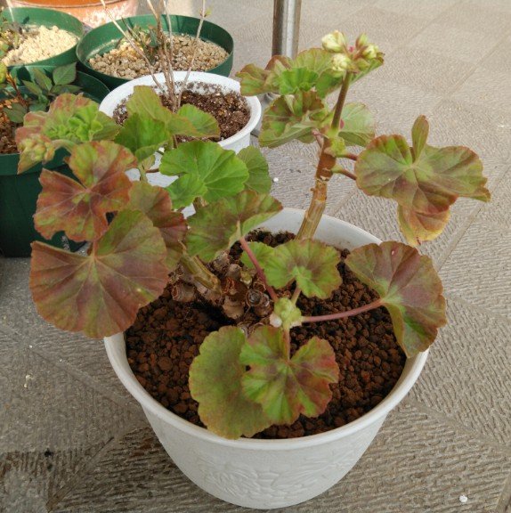 Luka O Tristan 1 4 5月頃 購入した当初の状態 2 8月19日の状態s ﾟdﾟlll 3 植え替えをする為 鉢から出したョ 根詰まり 根腐れ D 4 本日の状態 脇芽も出てきたし葉っぱの色合いも8月の状態に比べたらイィ ゼラニウム アップル