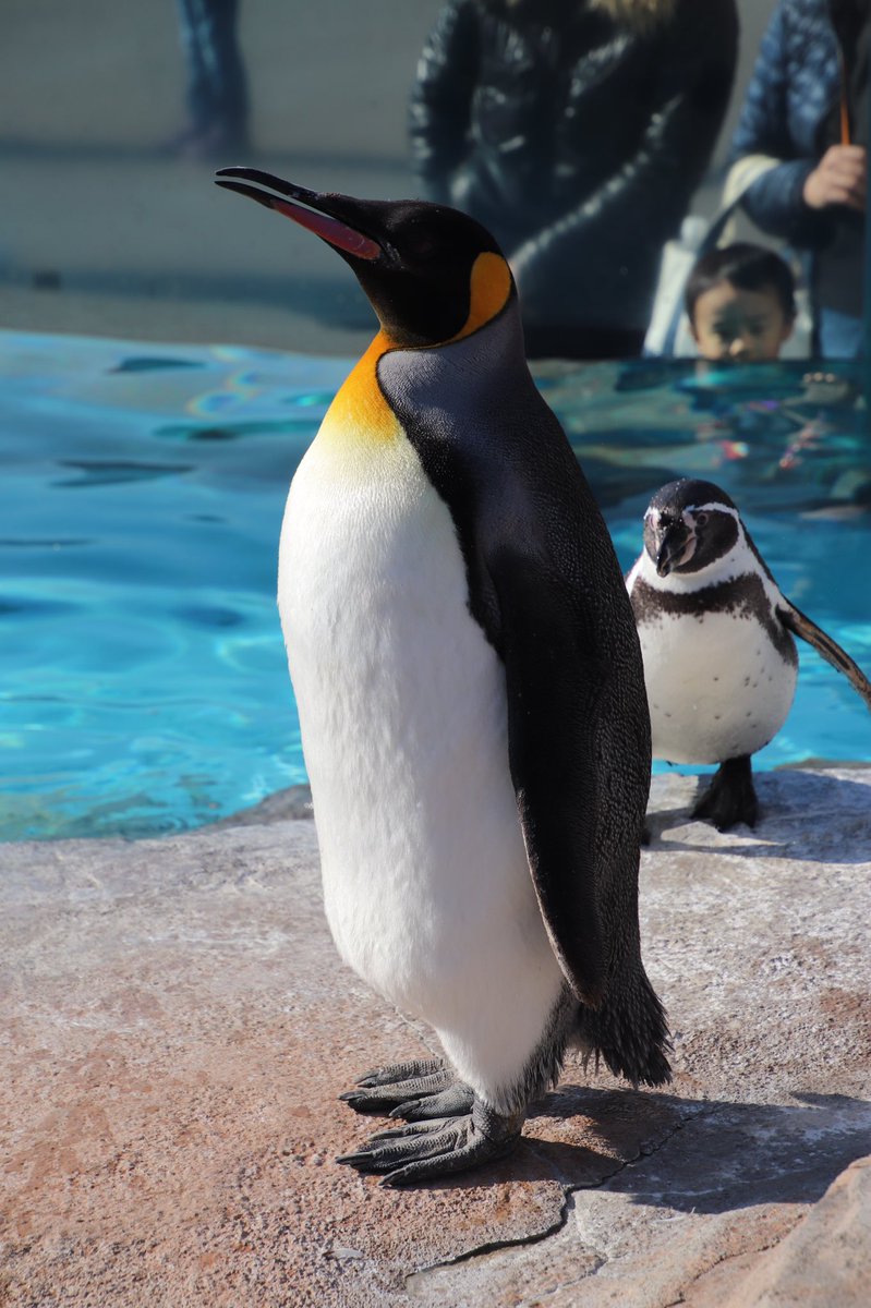 ふみひこ على تويتر キングペンギンとコウテイペンギンの比較 太さが全然違う キングペンギン エンペラーペンギン 東武動物公園 名古屋港水族館