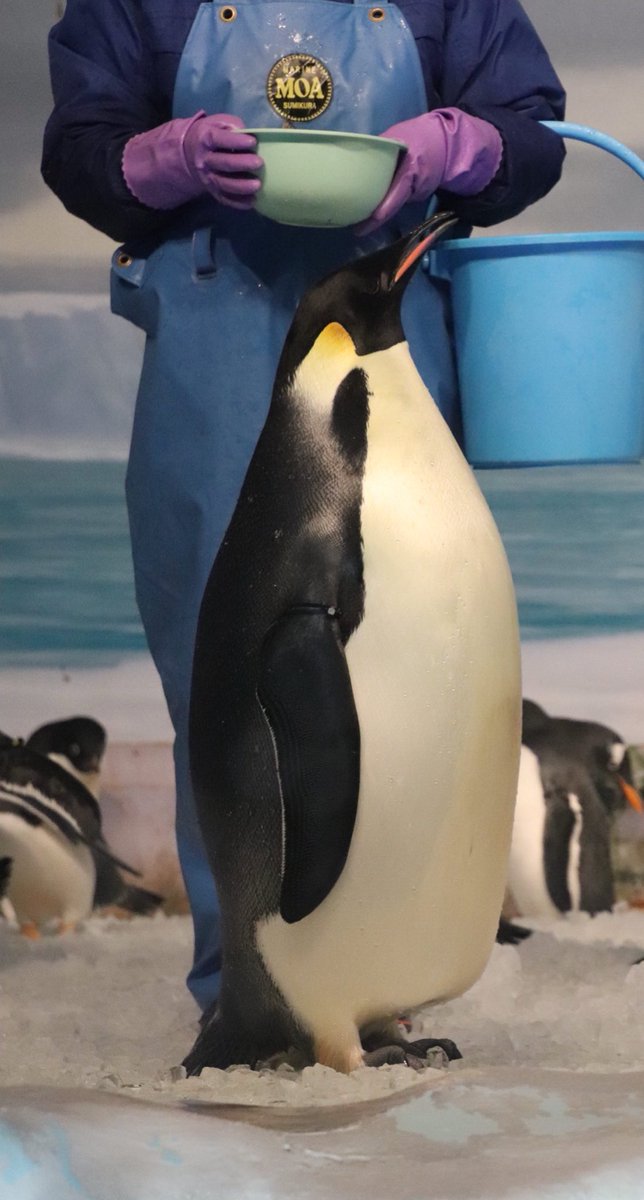 ふみひこ على تويتر キングペンギンとコウテイペンギンの比較 太さが全然違う キングペンギン エンペラーペンギン 東武動物公園 名古屋港水族館