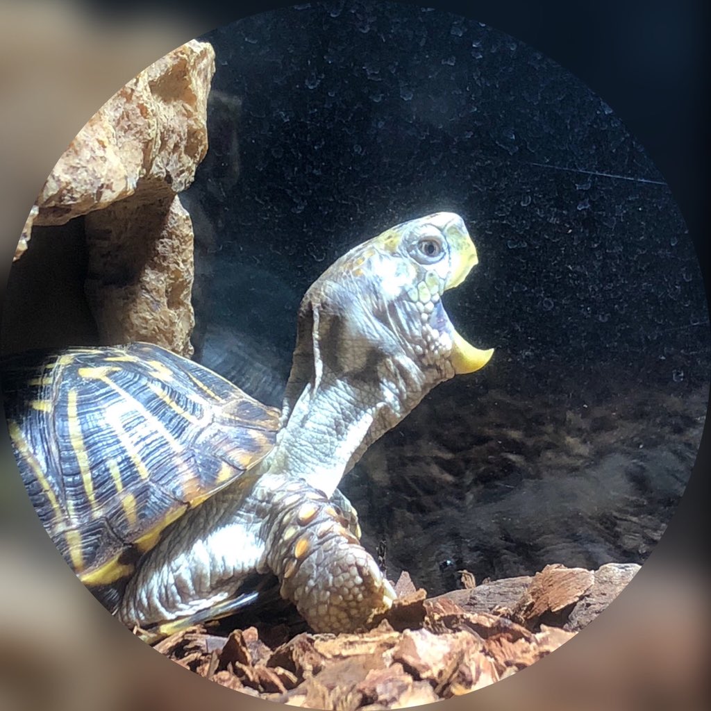 morikinmorikin's tweet image. キタニシキハコガメの雄です。
#キタニシキハコガメ
#Terrapene ornata ornata