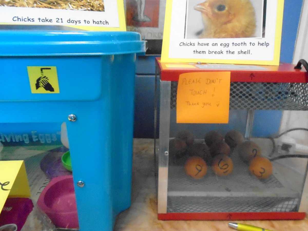 StMatthewsSch's tweet photo. We are very excited to be caring for our ten chick eggs. They arrived yesterday and we are taking great care of them... watching and waiting...
They should start hatching from tomorrow onwards! https://t.co/kXTJuJK4wv