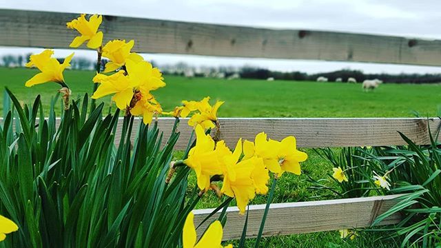 CrowsNestCP's tweet photo. Spring is here and our drive is a picture of it... daffodils and sheep. 🐑🌱 #springwatch #sheep #filey #welcometoyorkshire #visitscarborough #campingweather https://t.co/Jj3eOzN5CG https://t.co/KK1zdbYZBW