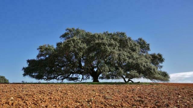 Jardin_du_sud's tweet photo. Quel sera l'arbre européen de l'année 2019 ?
Depuis 2011, l’Environmental Partnership Association (EPA) organise un concours pour mettre en valeur les arbres anciens d’Europe.
#arbre #nature #dvpdurable  https://t.co/8YhUcDdyoJ https://t.co/yEjRAC2TA4