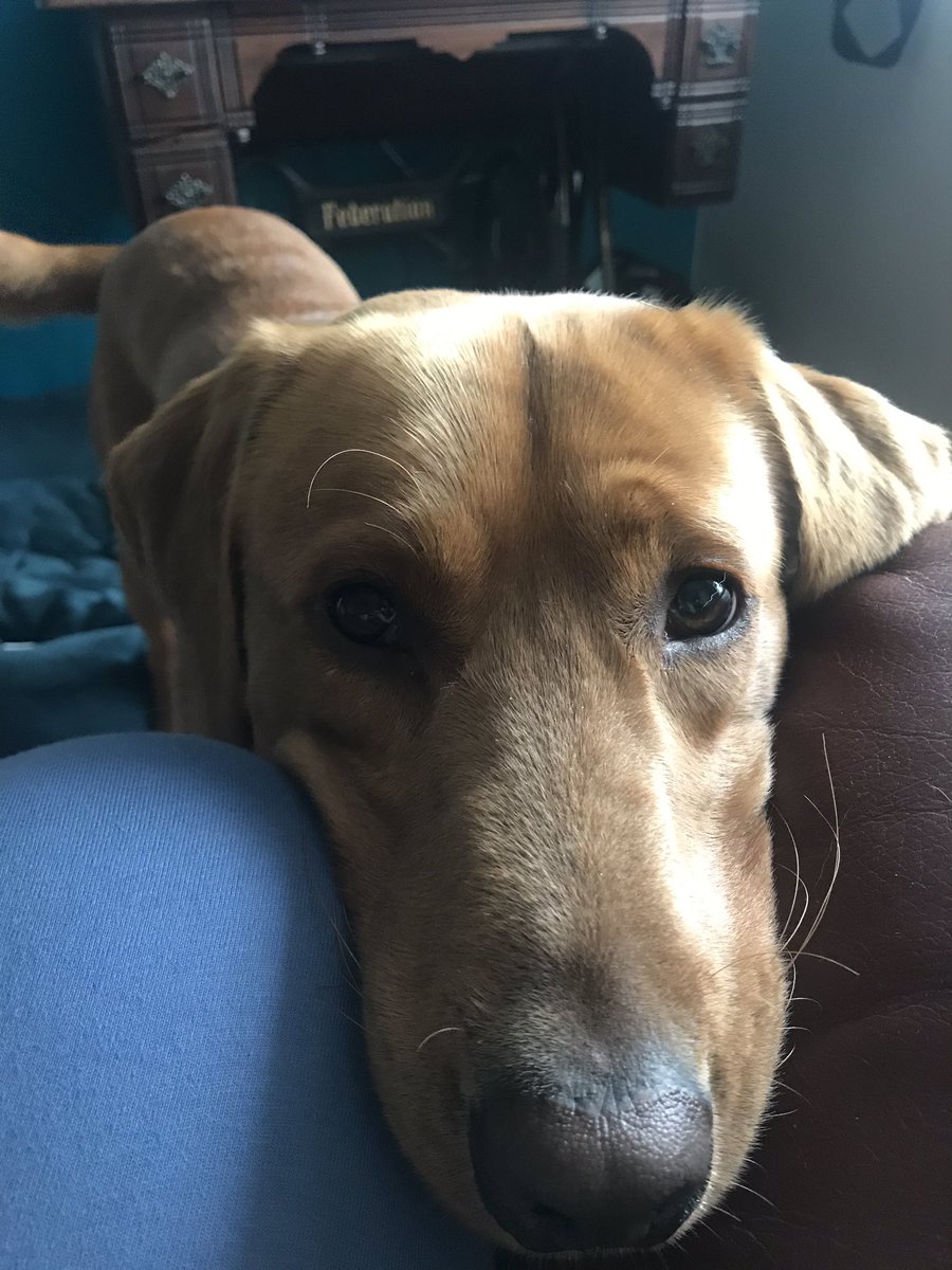 bowiewonderdog's tweet photo. Morning everyone! Did someone say “treat”? https://t.co/EwRuj7gAE7