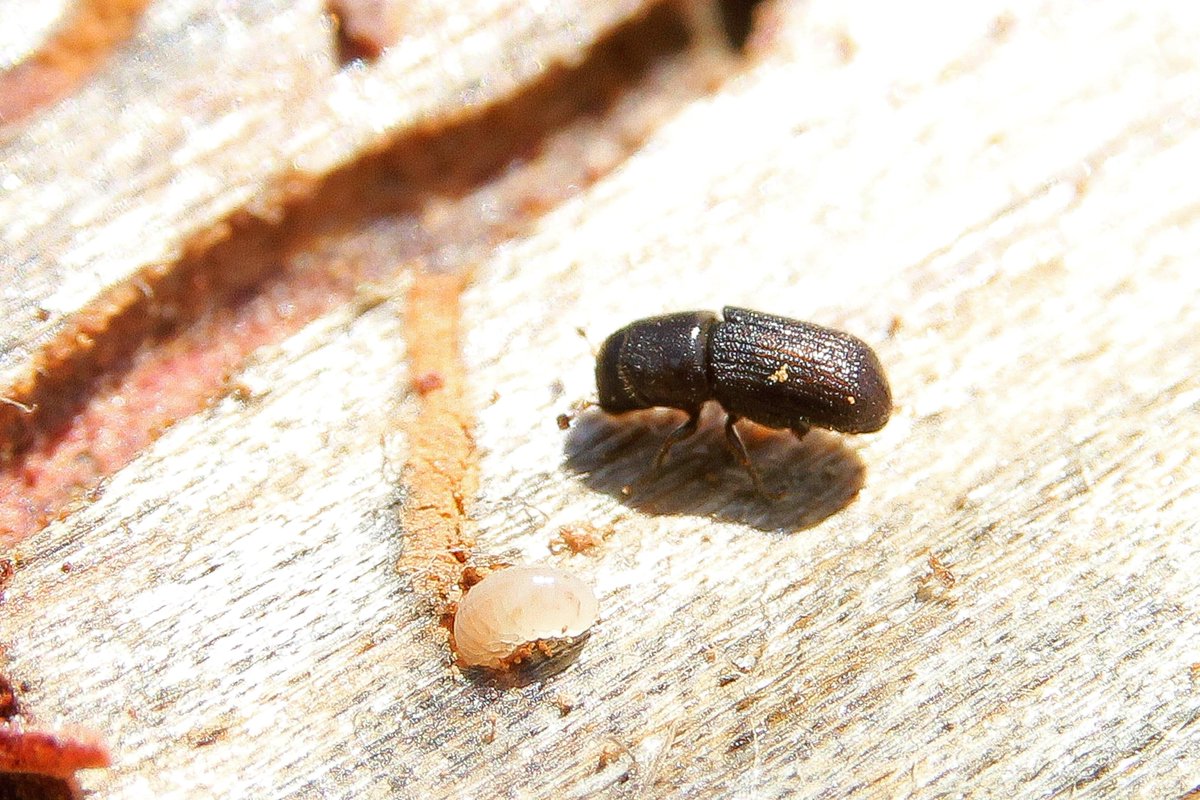 Шашель это. Шашель это. Жук древесный точильщик. Шашель это. Жук древоточец шашель.