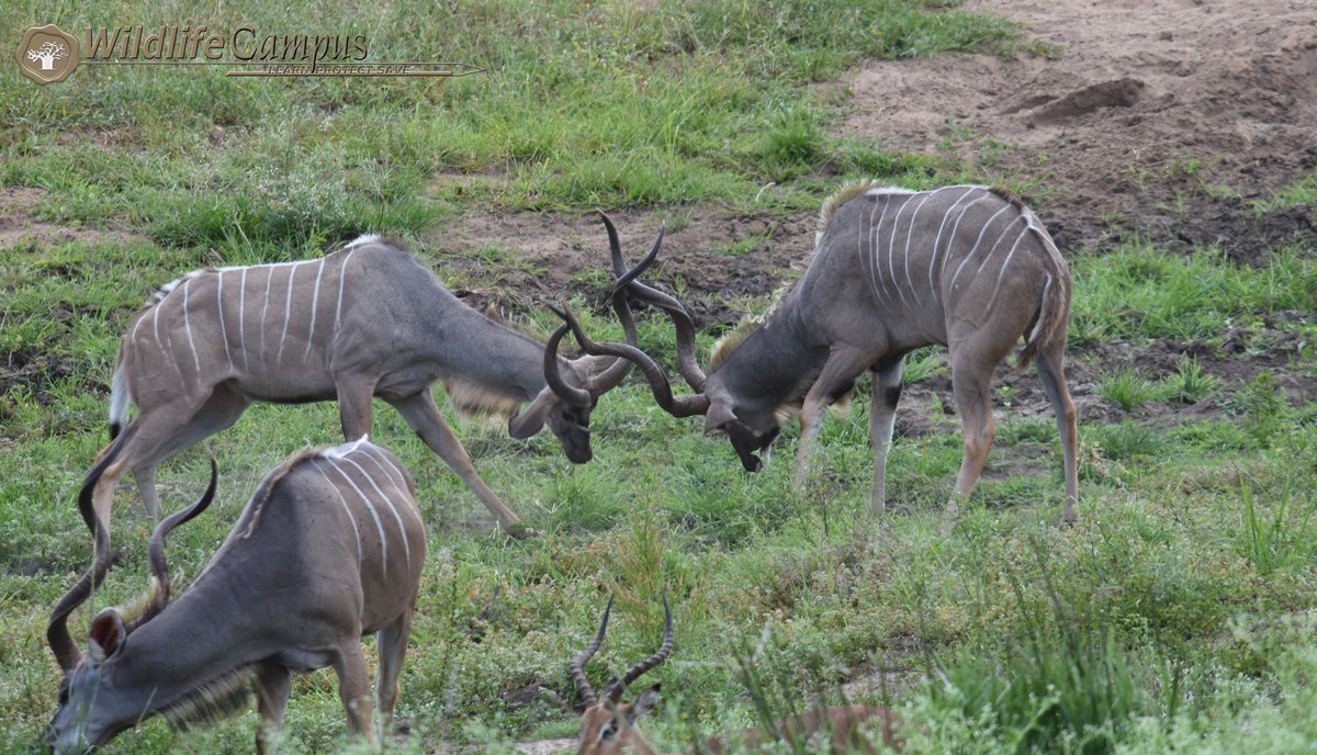 WildlifeCampus's tweet photo. Two #kudu bulls lock horns in a dominance battle.
#Kruger National Park, South Africa 
#LearnProtectSave #WildlifeCampusOnTheMove https://t.co/YEMTh7Fz0y