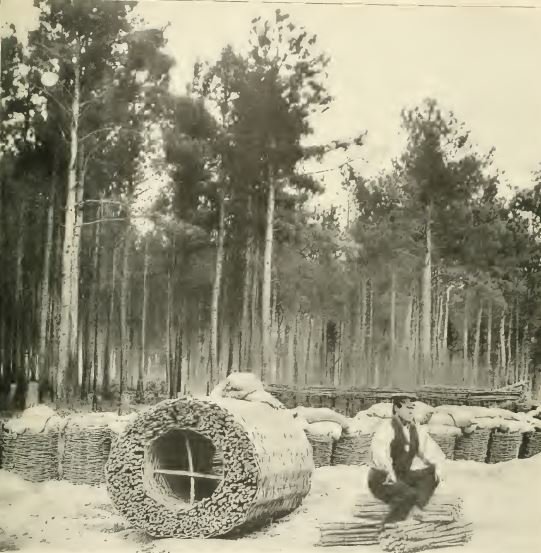 Gabions continued to be used for both the offence and defence, usually manufactured locally using readily available materials and filled in situ. A novel use emerged in the 1850’s, the Sap Roller, a large cylindrical gabion on its side /5