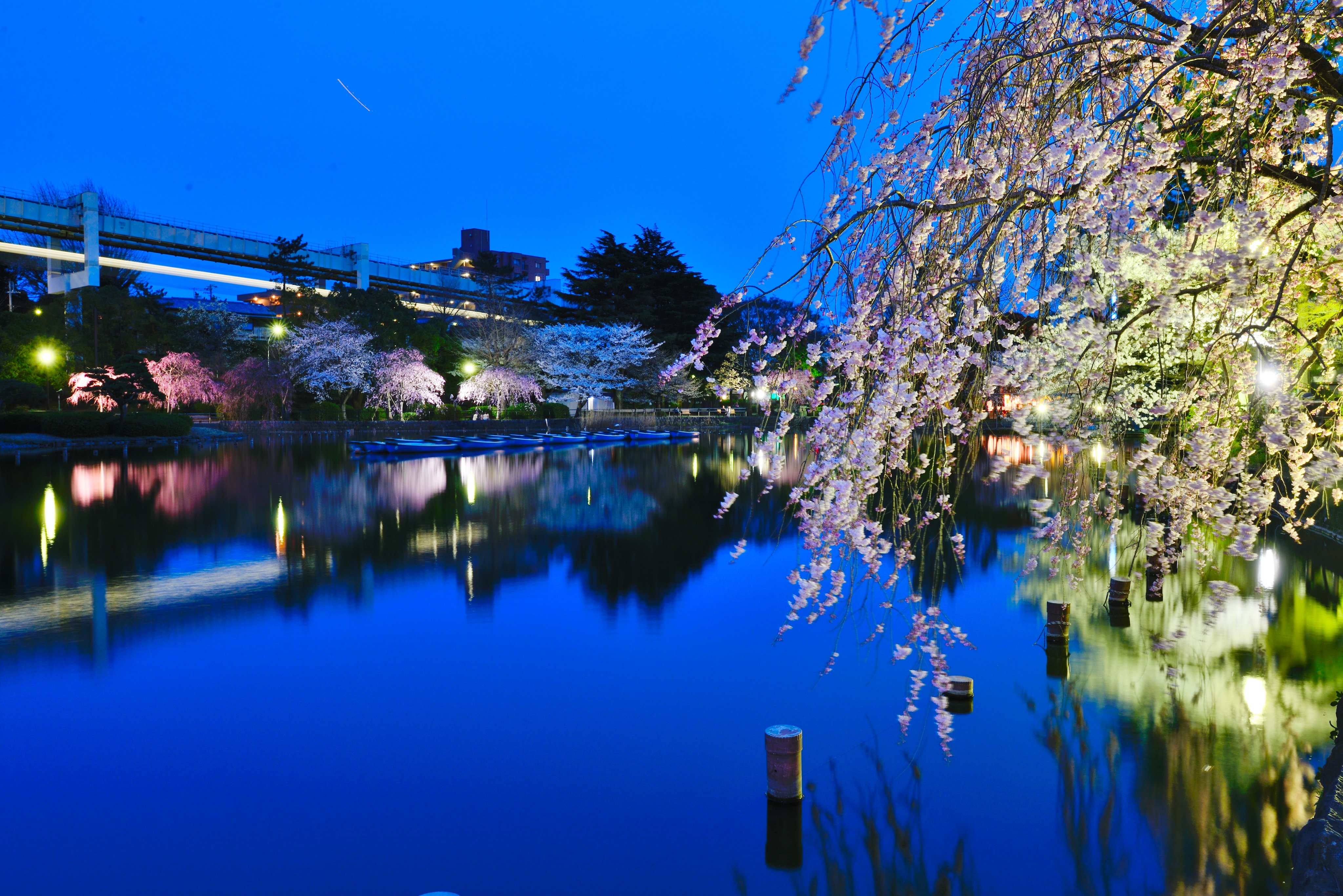 千葉市観光プロモーション課 千葉市 さくら の名所８選 最新の開花情報を毎日お知らせ中 T Co Vyydlxjz1f 千葉城さくら祭り 開催中の 亥鼻公園 ボート遊びや 夜桜 も楽しめる 千葉公園 さくら名所100選 に選ばれた 泉自然公園