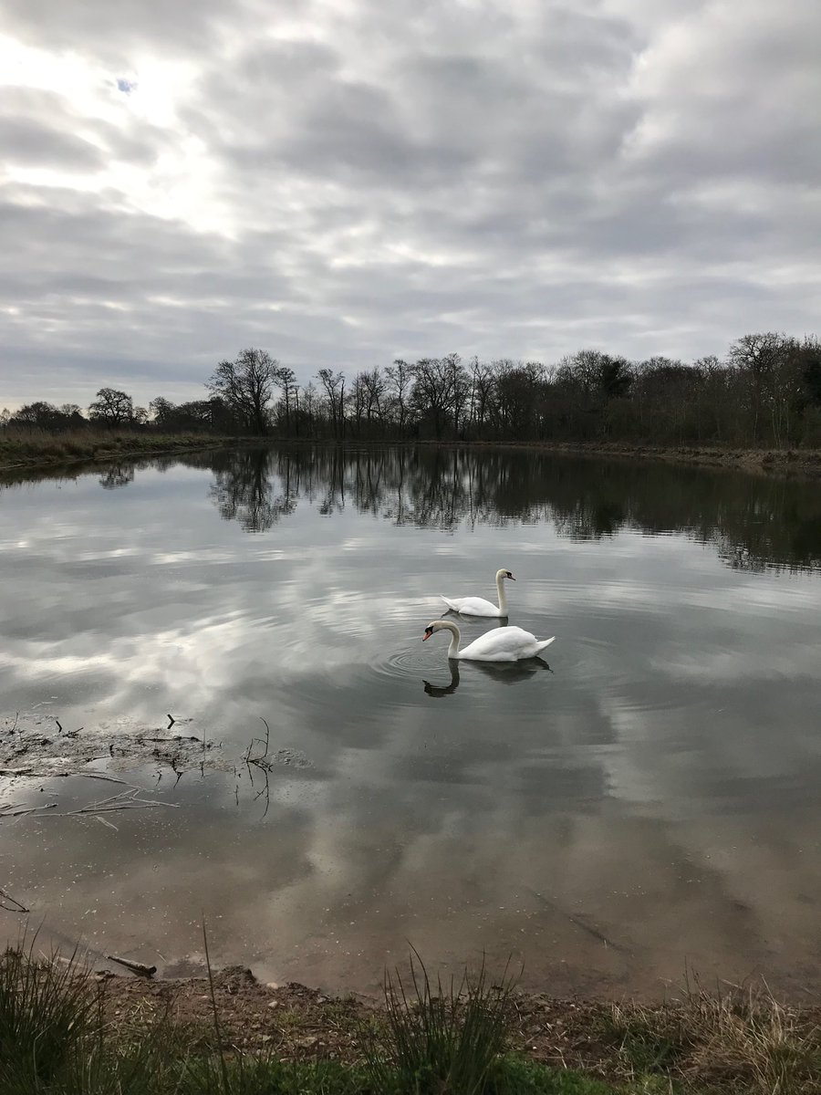 Beautiful swans on our irrigation reservoir #environmentfarming