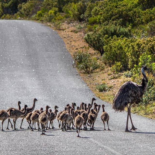 南オーストラリア州 <a href="/southaustralia/">South Australia</a> エア半島 <a href="/eyre_peninsula/">Eyre Peninsula</a> のコフィン・ベイ国立公園で、お父さんエミューが30羽の子どもたちを連れてお散歩中。Photo : via IG/jacquibarkerphotography
