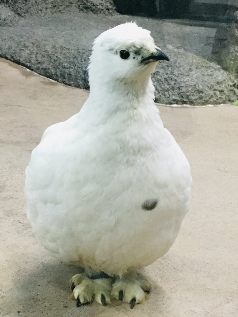 Moeko Kobayashi 可愛かったなぁ Animal Bird 動物 動物園 雷鳥 ライチョウ Moeko Kobayashi 可愛かったなぁ Animal Bird 動物 動物園 雷鳥 ライチョウ