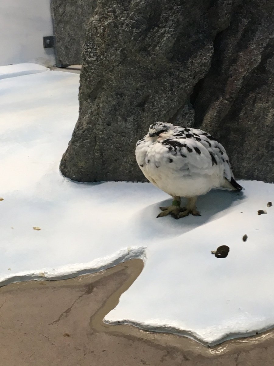 Moeko Kobayashi 可愛かったなぁ Animal Bird 動物 動物園 雷鳥 ライチョウ Moeko Kobayashi 可愛かったなぁ Animal Bird 動物 動物園 雷鳥 ライチョウ