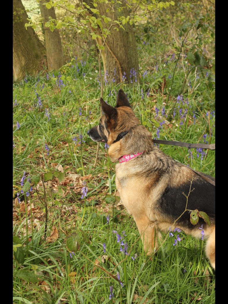 Vickimoonwolf's tweet photo. @PeterEgan6 It’s sad that In this world of materialism there are many people that  still fail to see the most precious thing around them- Nature. We must all work to protect and defend all life on our planet. My daily walk with my beloved dog Tai. She passed on in 2017 😢 miss her so much. https://t.co/rv4ATqtSQO