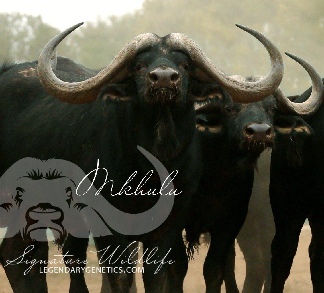 SignatureWild's tweet image. Lot 70 on the Signature Wildlife Breeders Live Auction is one not to miss! Genetics from THREE impressive bulls on offer IN ONE LOT! Anien is sold with a Leba bull calf at foot, covered by Mandla, to be left with Mkhulu for the optional 4 in 1. @SigWildlife