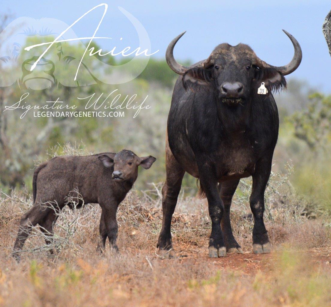 SignatureWild's tweet image. Lot 70 on the Signature Wildlife Breeders Live Auction is one not to miss! Genetics from THREE impressive bulls on offer IN ONE LOT! Anien is sold with a Leba bull calf at foot, covered by Mandla, to be left with Mkhulu for the optional 4 in 1. @SigWildlife
