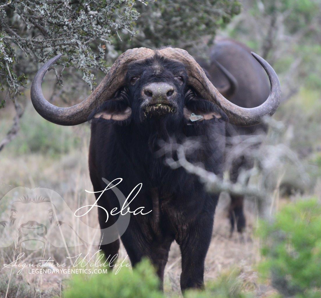 SignatureWild's tweet image. Lot 70 on the Signature Wildlife Breeders Live Auction is one not to miss! Genetics from THREE impressive bulls on offer IN ONE LOT! Anien is sold with a Leba bull calf at foot, covered by Mandla, to be left with Mkhulu for the optional 4 in 1. @SigWildlife
