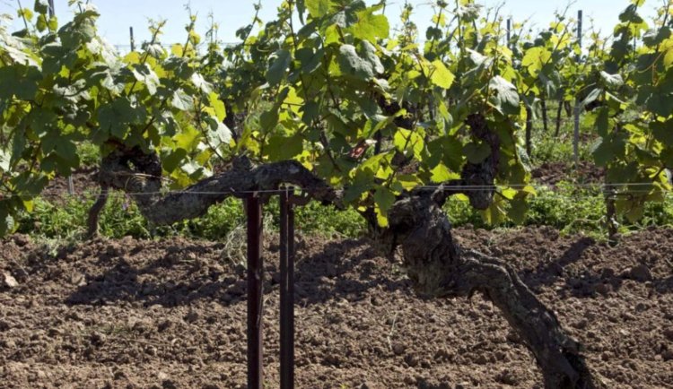 BodegaValcarlos's tweet photo. RT @Sobrelias_: ¿Dónde se encuentra el viñedo más antiguo del mundo que aun da uvas? 🤔🍇 https://t.co/PqkZY5n38u #wine #winelover https://t.co/OOEQkNyevB