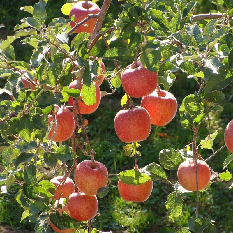 BraindropsBlog's tweet image. Plant the apple and eat it, too! 
Read here how permaculture is our solution for the future:
brain-drops.net/blog-posts/pla…

#permaculture #foodforest #sustainable #sustainability