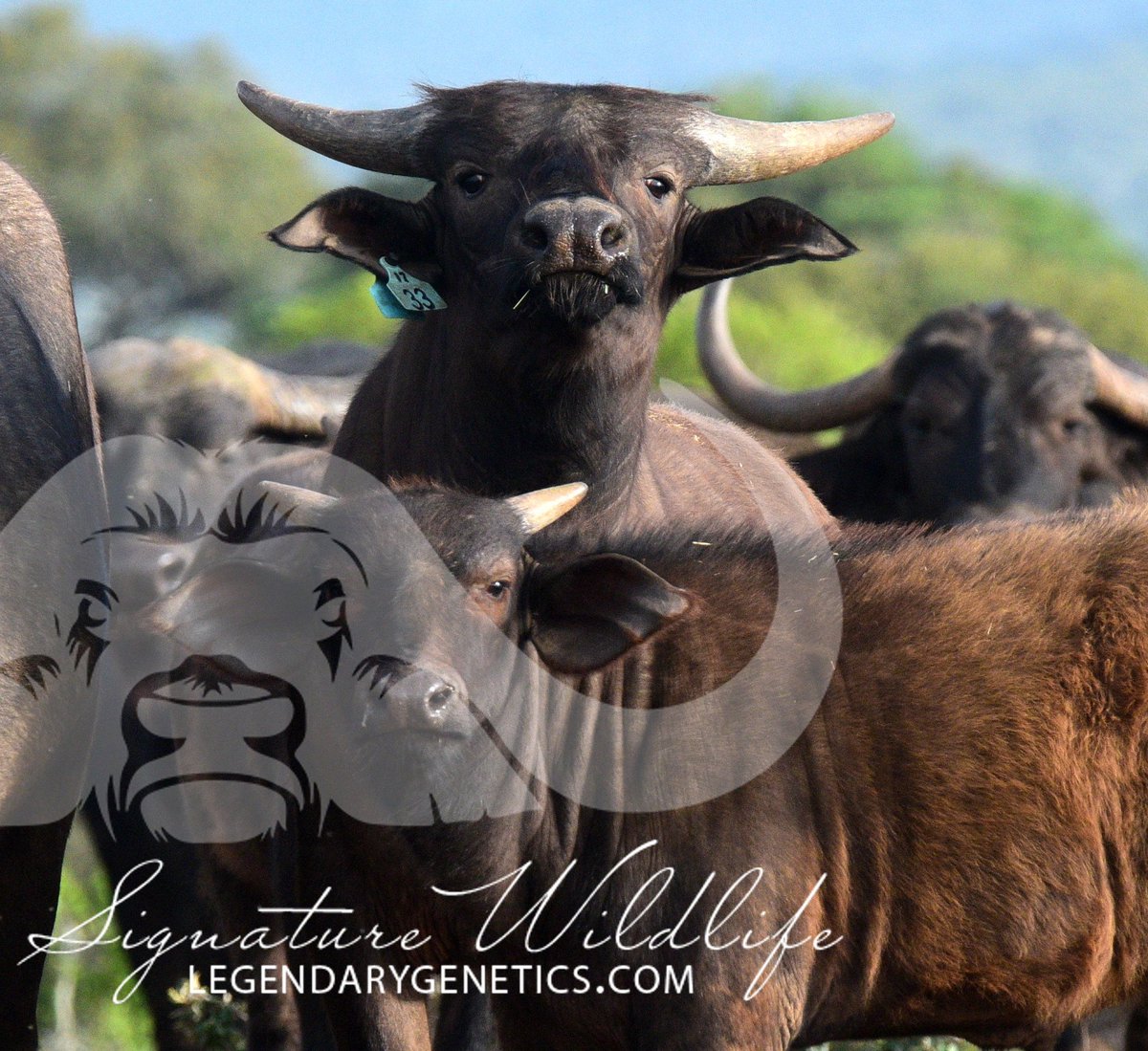 SignatureWild's tweet image. These young Leba sons are showing some exciting potential! Look out for Lot 10 and Lot 70 on the Signature Wildlife Breeders Auction this Saturday, 30 March, where both cows on offer by Kwandwe Signature Wildlife has a Leba son at foot.