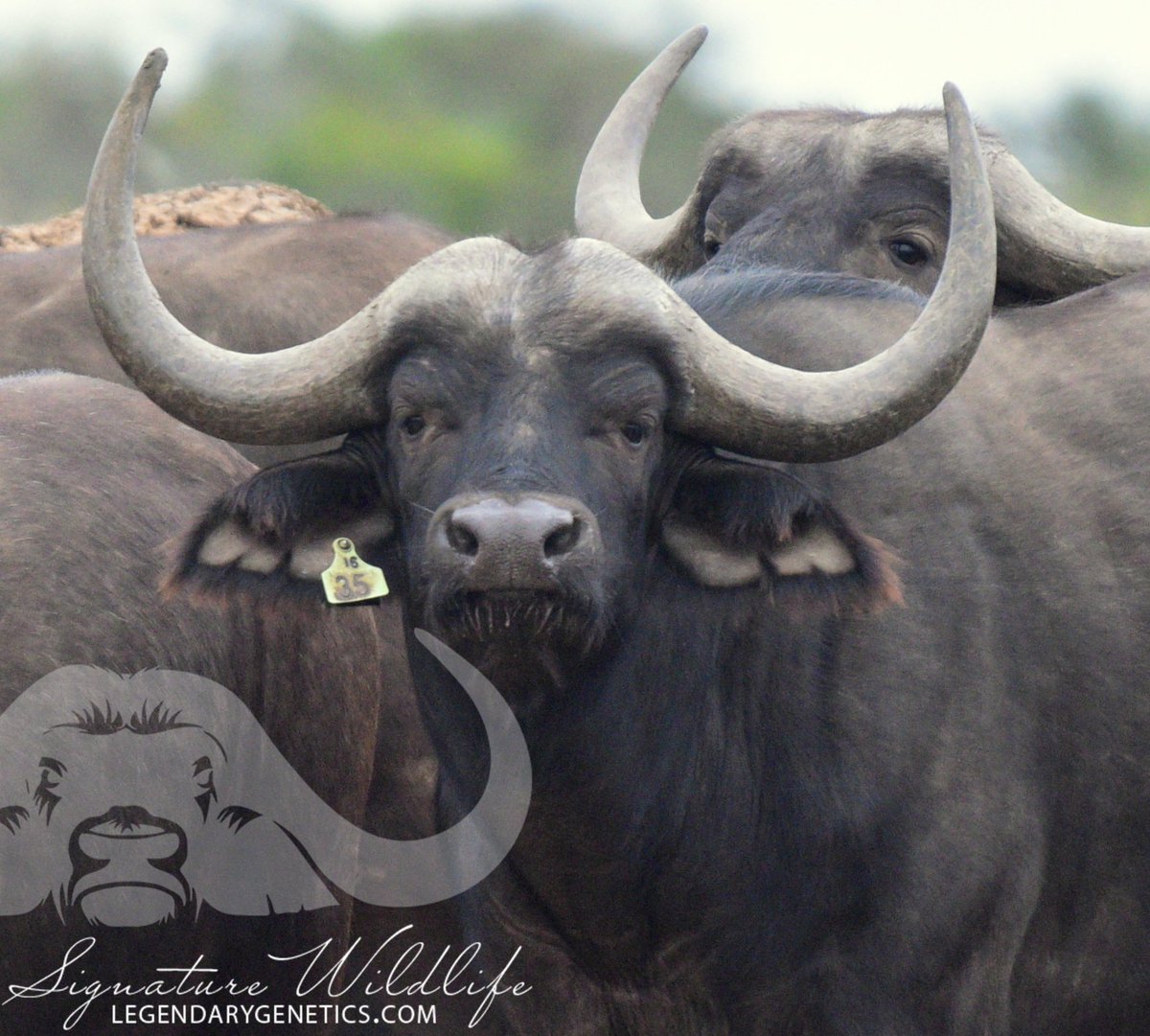 SignatureWild's tweet image. These young Leba sons are showing some exciting potential! Look out for Lot 10 and Lot 70 on the Signature Wildlife Breeders Auction this Saturday, 30 March, where both cows on offer by Kwandwe Signature Wildlife has a Leba son at foot.