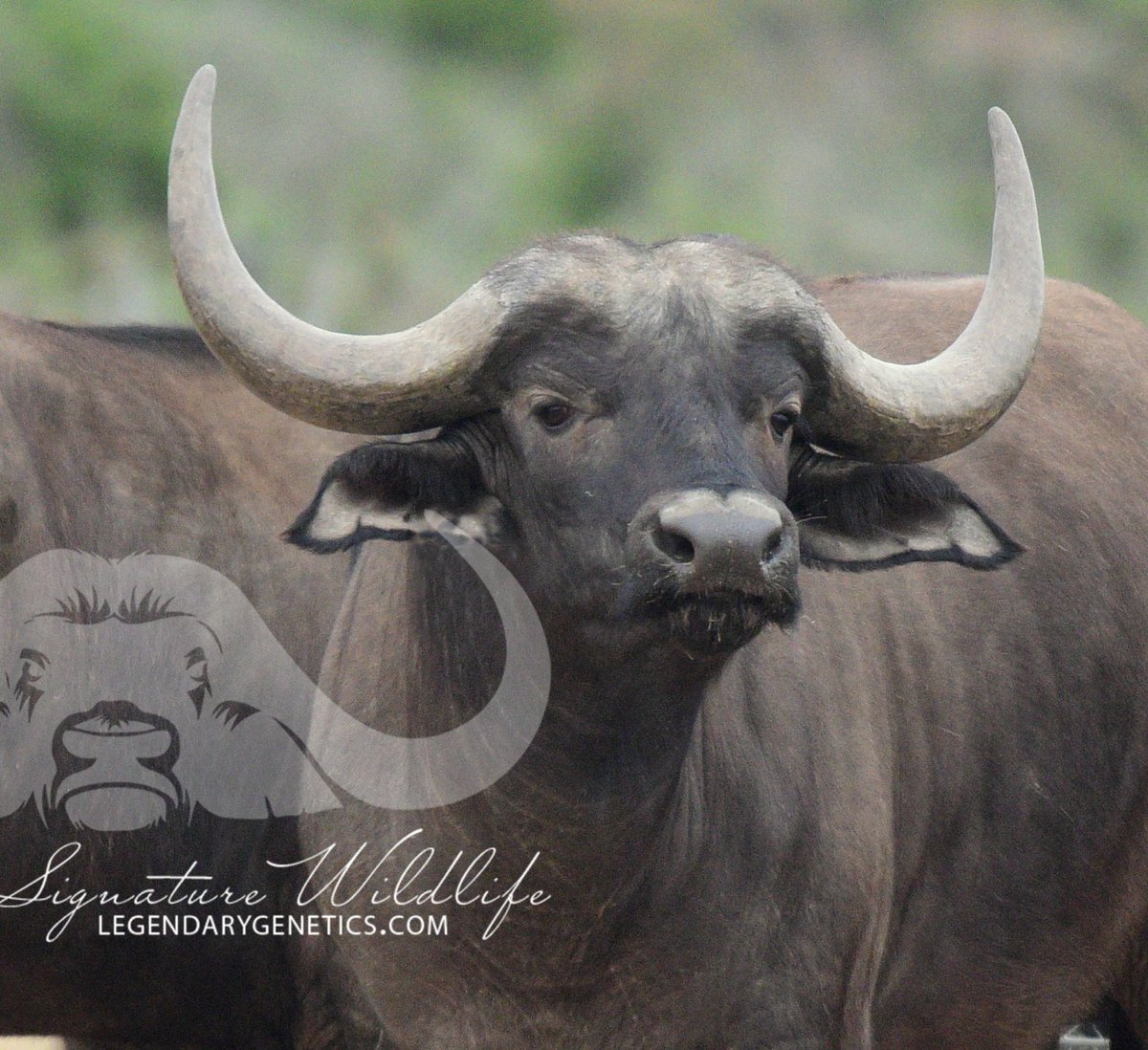 SignatureWild's tweet image. These young Leba sons are showing some exciting potential! Look out for Lot 10 and Lot 70 on the Signature Wildlife Breeders Auction this Saturday, 30 March, where both cows on offer by Kwandwe Signature Wildlife has a Leba son at foot.