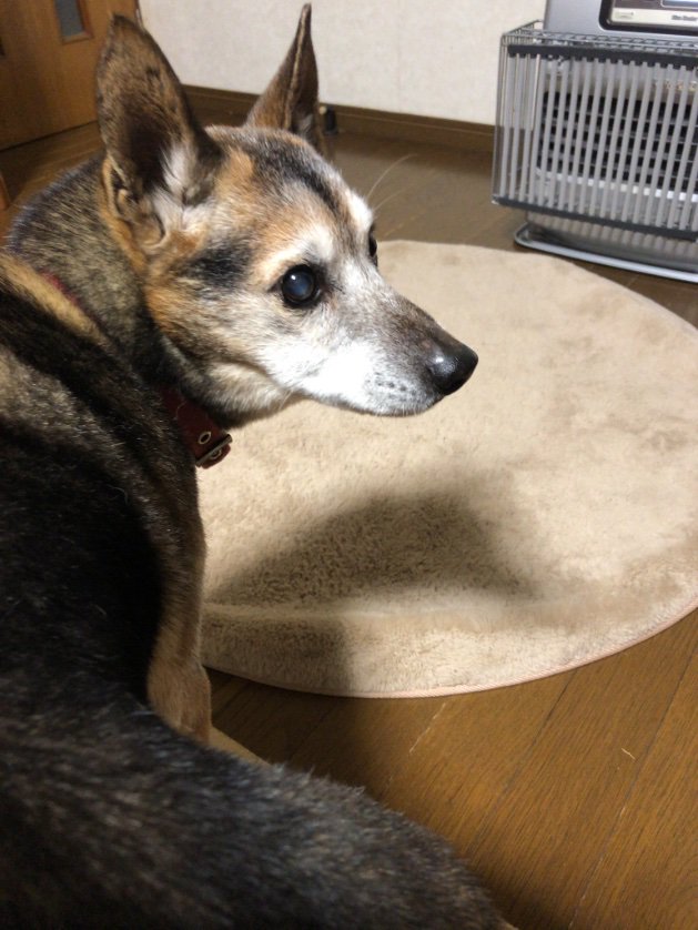 pinkmomo33's tweet photo. 【拡散希望】
3/26夕方、須坂インター付近で愛犬が行方不明になりました。15歳オス.黒い雑種.赤い首輪に赤いハーネスを付けています。目がよく見えず、足腰も弱っています。もし見かけた方は、どうかご連絡をお願いします。
#長野県須坂市
#行方不明 #探しています https://t.co/TNFnMIOOnJ