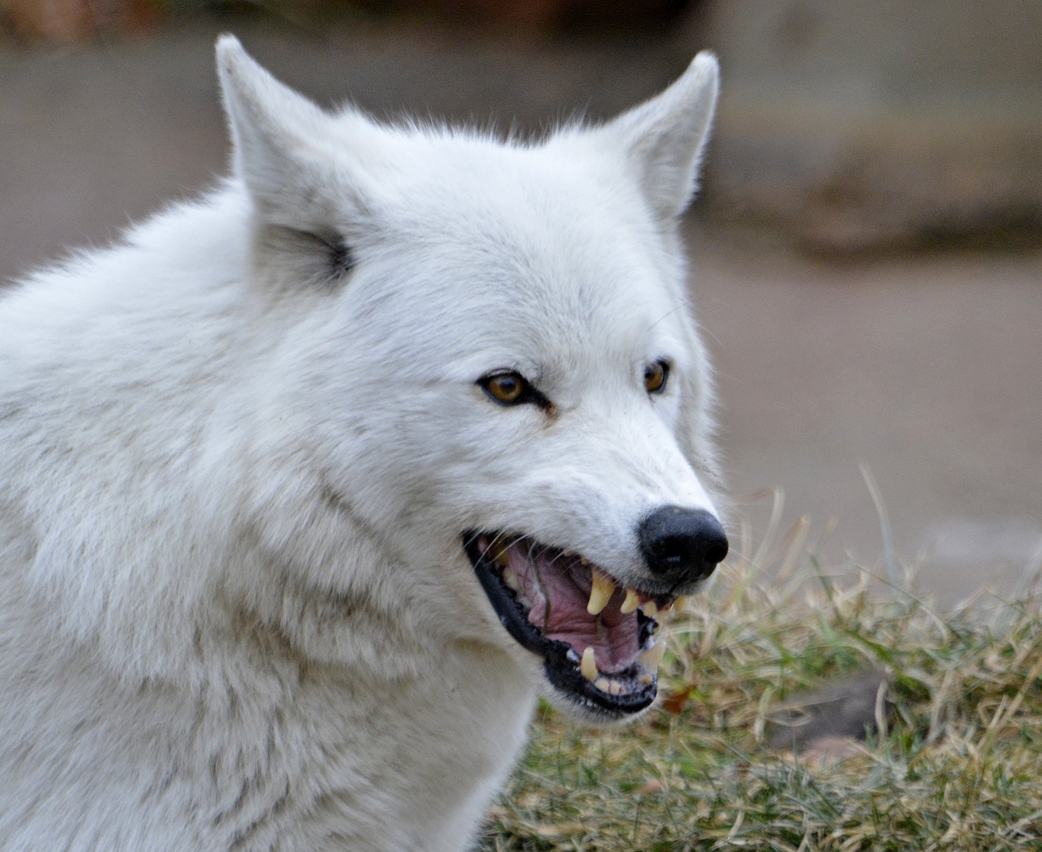Why Does My Puppy Have Two Sets Of Teeth